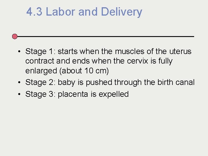 4. 3 Labor and Delivery • Stage 1: starts when the muscles of the