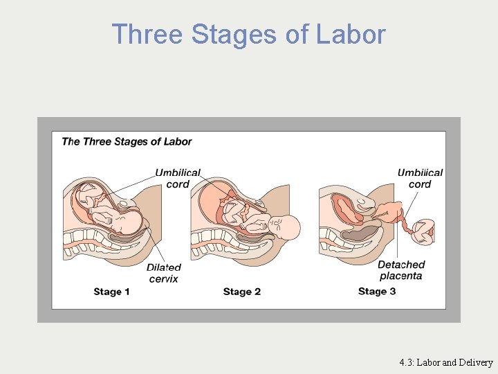 Three Stages of Labor 4. 3: Labor and Delivery 