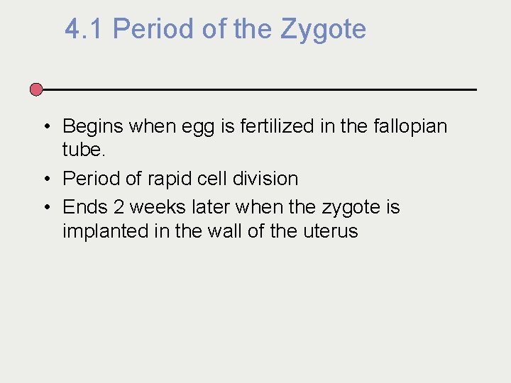 4. 1 Period of the Zygote • Begins when egg is fertilized in the