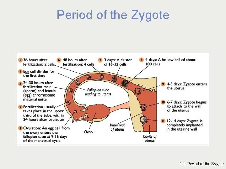 Period of the Zygote 4. 1: Period of the Zygote 