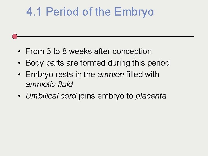 4. 1 Period of the Embryo • From 3 to 8 weeks after conception