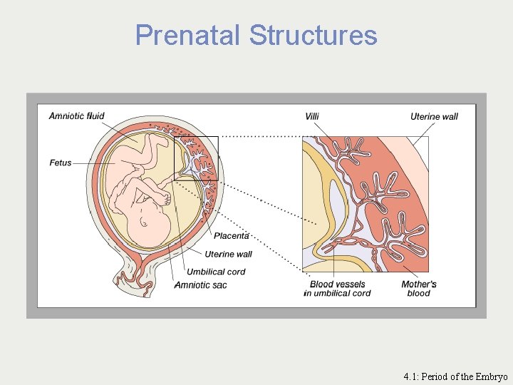 Prenatal Structures 4. 1: Period of the Embryo 