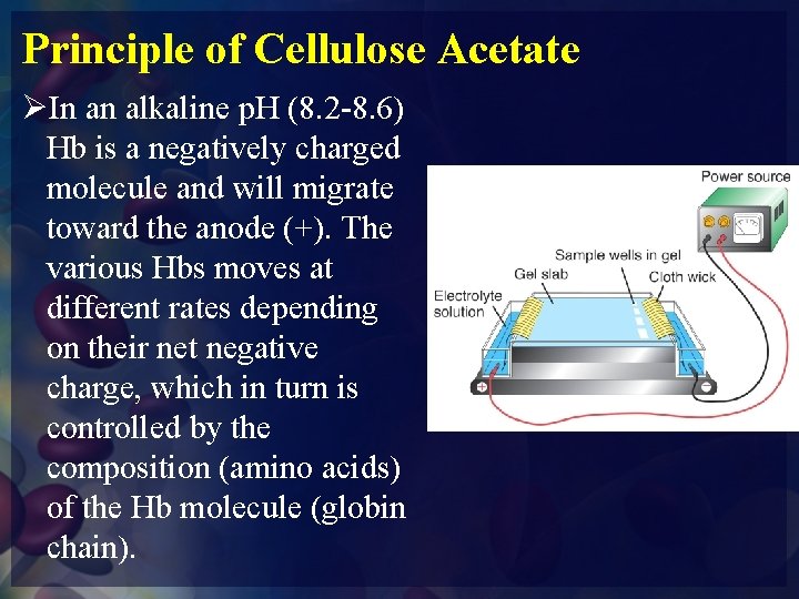 Principle of Cellulose Acetate ØIn an alkaline p. H (8. 2 -8. 6) Hb