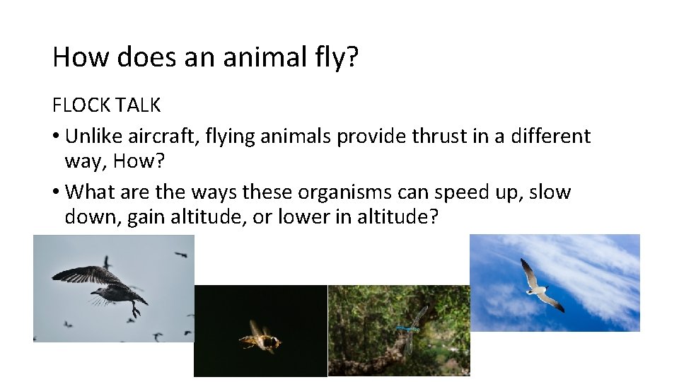 How does an animal fly? FLOCK TALK • Unlike aircraft, flying animals provide thrust