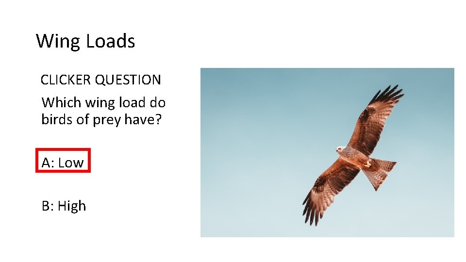 Wing Loads CLICKER QUESTION Which wing load do birds of prey have? A: Low