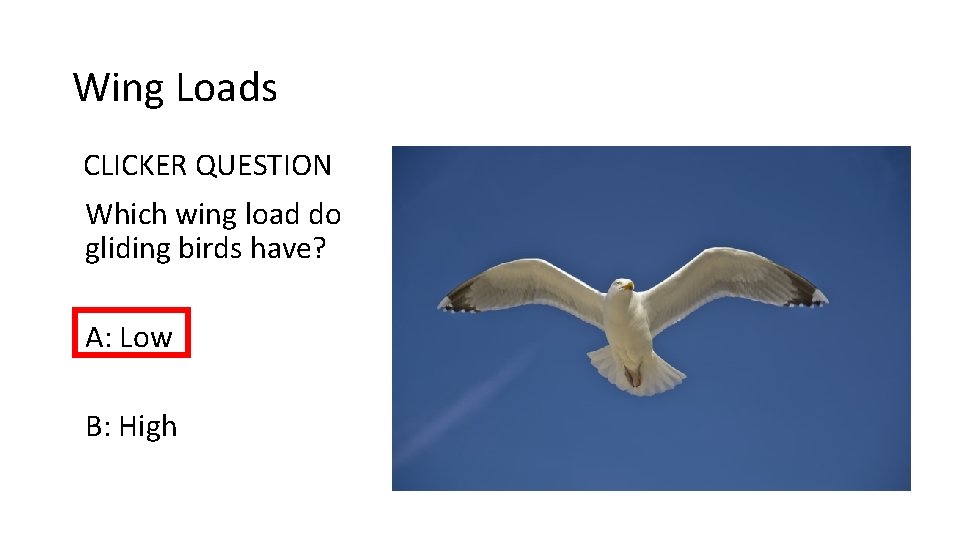 Wing Loads CLICKER QUESTION Which wing load do gliding birds have? A: Low B: