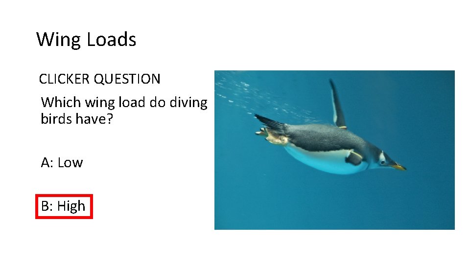 Wing Loads CLICKER QUESTION Which wing load do diving birds have? A: Low B: