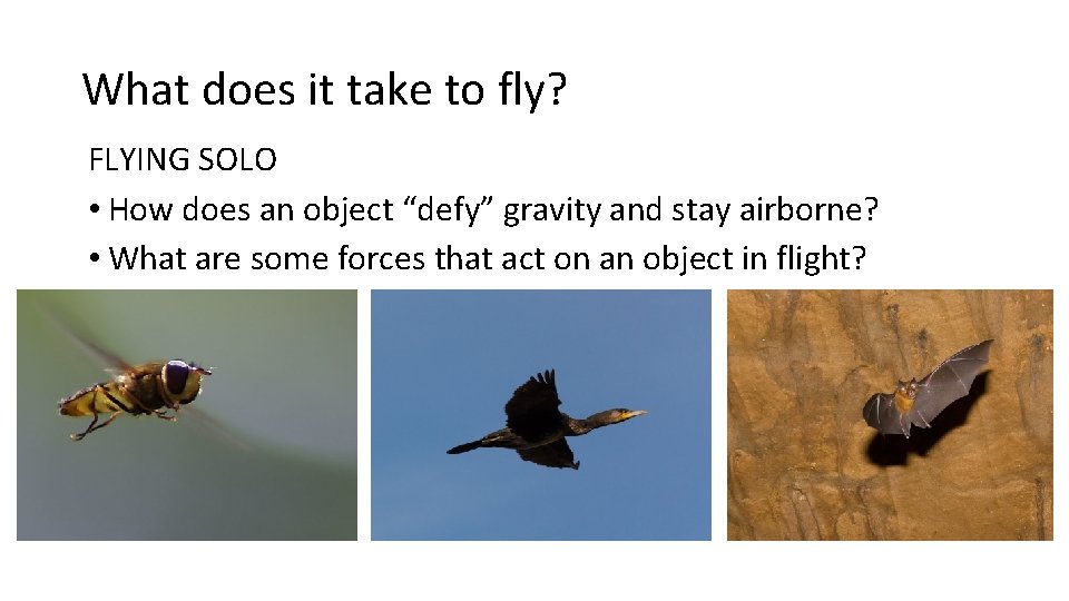 What does it take to fly? FLYING SOLO • How does an object “defy”