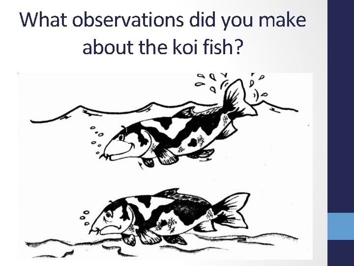 What observations did you make about the koi fish? 