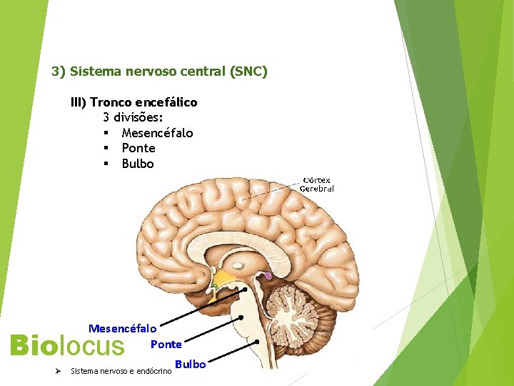 3) Sistema nervoso central (SNC) III) Tronco encefálico 3 divisões: § Mesencéfalo § Ponte