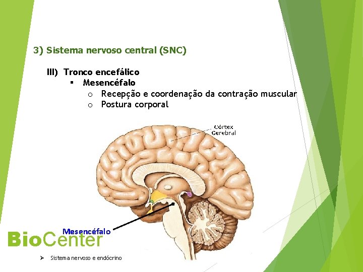 3) Sistema nervoso central (SNC) III) Tronco encefálico § Mesencéfalo o Recepção e coordenação