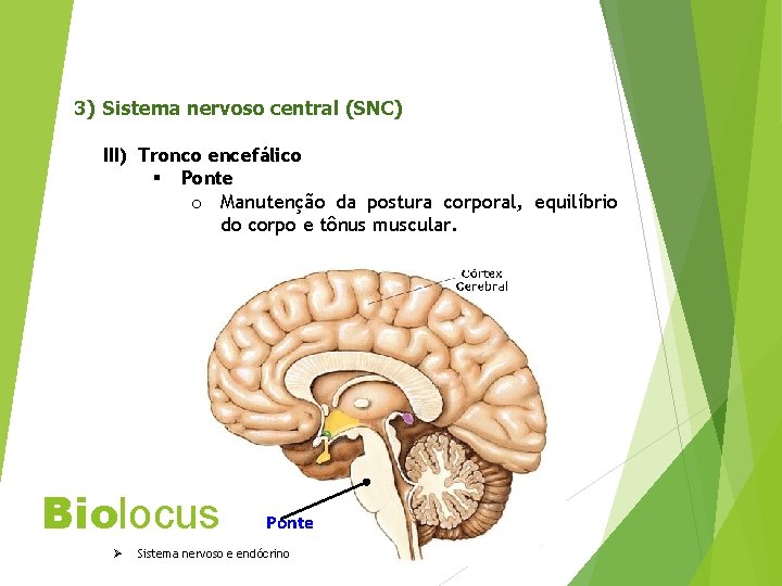 3) Sistema nervoso central (SNC) III) Tronco encefálico § Ponte o Manutenção da postura