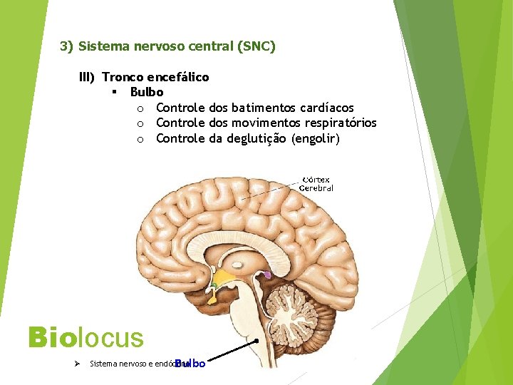 3) Sistema nervoso central (SNC) III) Tronco encefálico § Bulbo o Controle dos batimentos