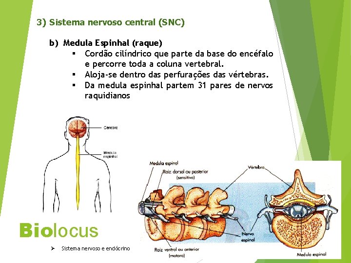 3) Sistema nervoso central (SNC) b) Medula Espinhal (raque) § Cordão cilíndrico que parte