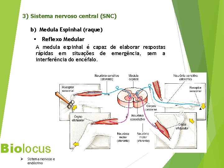 3) Sistema nervoso central (SNC) b) Medula Espinhal (raque) § Reflexo Medular A medula