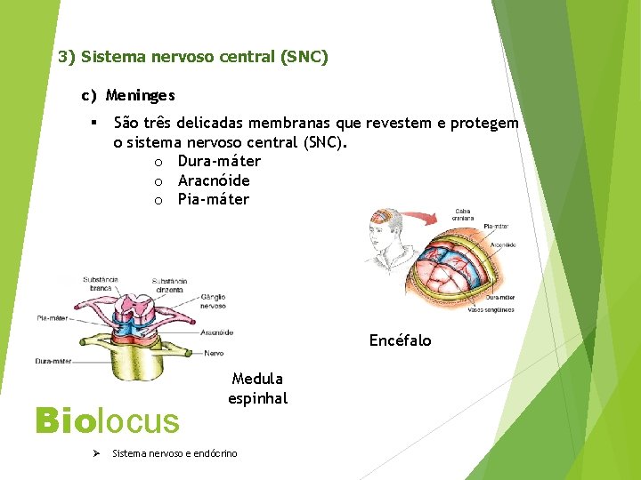 3) Sistema nervoso central (SNC) c) Meninges § São três delicadas membranas que revestem