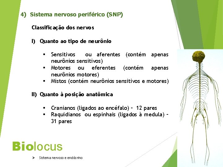 4) Sistema nervoso periférico (SNP) Classificação dos nervos I) Quanto ao tipo de neurônio