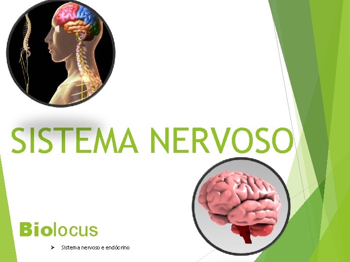 SISTEMA NERVOSO Biolocus Ø Sistema nervoso e endócrino 