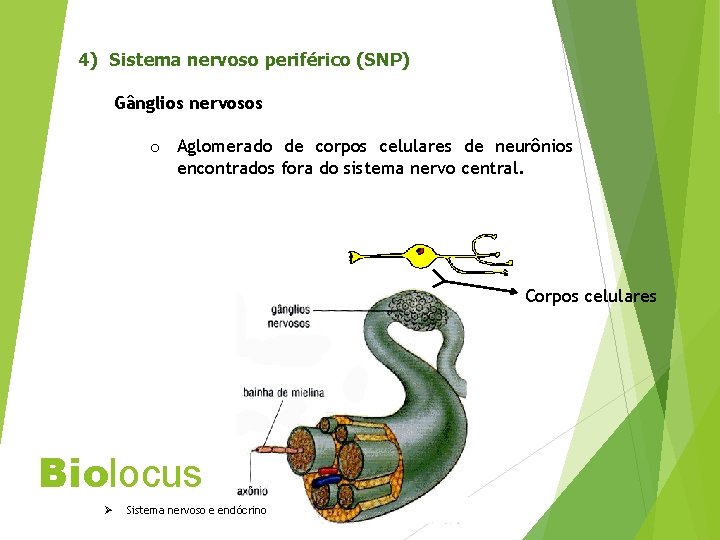 4) Sistema nervoso periférico (SNP) Gânglios nervosos o Aglomerado de corpos celulares de neurônios