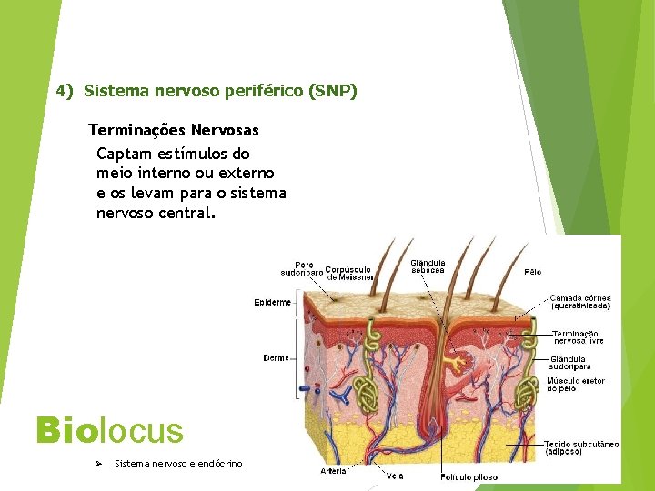 4) Sistema nervoso periférico (SNP) Terminações Nervosas Captam estímulos do meio interno ou externo