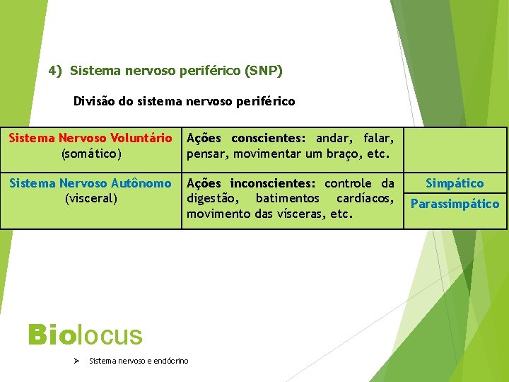 4) Sistema nervoso periférico (SNP) Divisão do sistema nervoso periférico Sistema Nervoso Voluntário (somático)