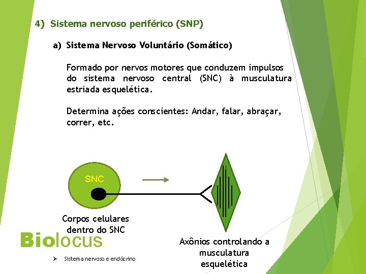 4) Sistema nervoso periférico (SNP) a) Sistema Nervoso Voluntário (Somático) Formado por nervos motores