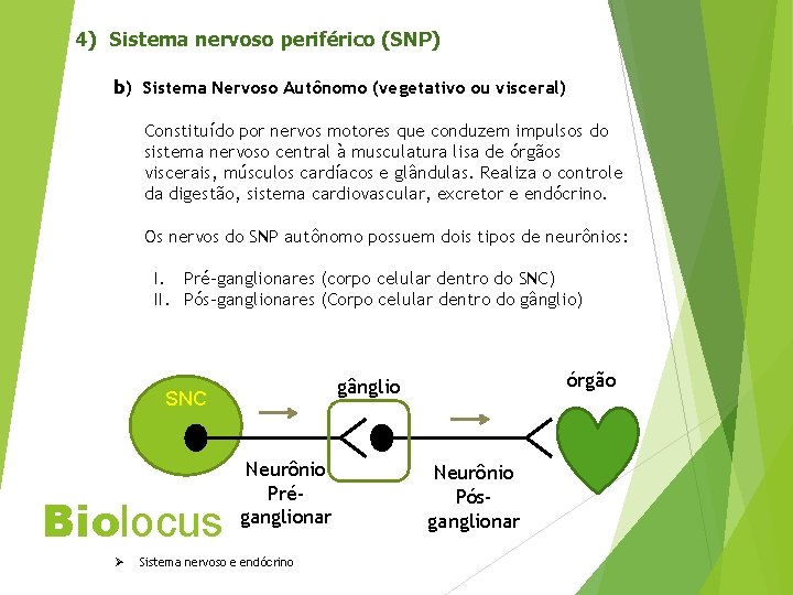 4) Sistema nervoso periférico (SNP) b) Sistema Nervoso Autônomo (vegetativo ou visceral) Constituído por