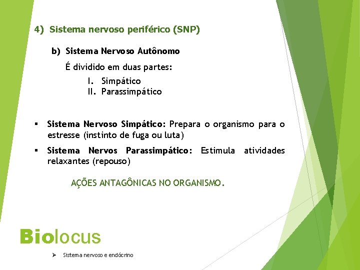 4) Sistema nervoso periférico (SNP) b) Sistema Nervoso Autônomo É dividido em duas partes: