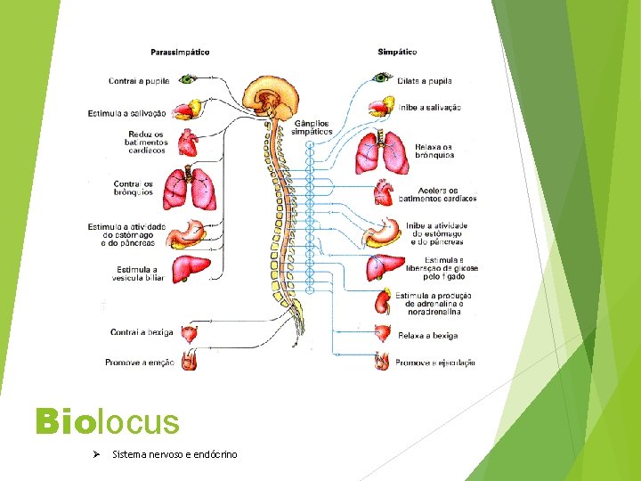 Biolocus Ø Sistema nervoso e endócrino 