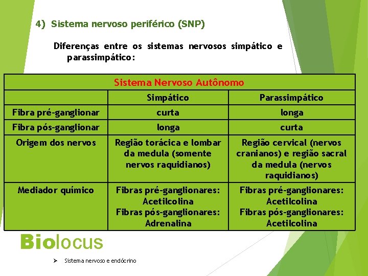 4) Sistema nervoso periférico (SNP) Diferenças entre os sistemas nervosos simpático e parassimpático: Sistema