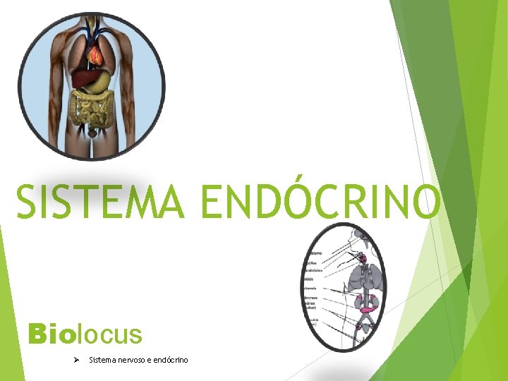 SISTEMA ENDÓCRINO Biolocus Ø Sistema nervoso e endócrino 