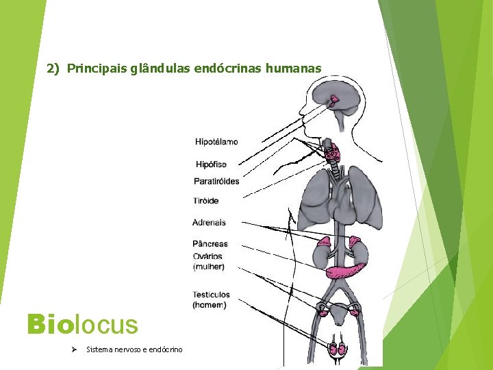 2) Principais glândulas endócrinas humanas Biolocus Ø Sistema nervoso e endócrino 
