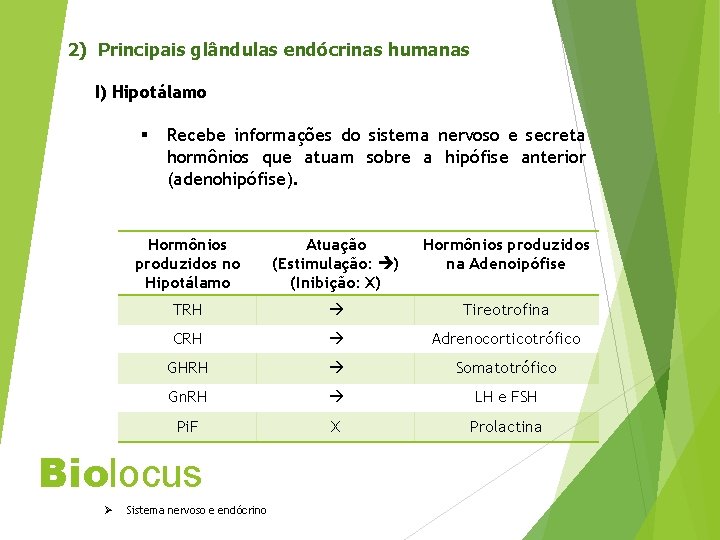 2) Principais glândulas endócrinas humanas I) Hipotálamo § Recebe informações do sistema nervoso e