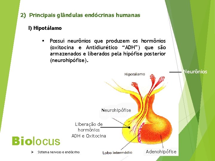 2) Principais glândulas endócrinas humanas I) Hipotálamo § Possui neurônios que produzem os hormônios