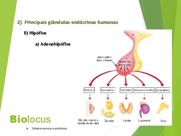 2) Principais glândulas endócrinas humanas II) Hipófise a) Adenohipófise Biolocus Ø Sistema nervoso e