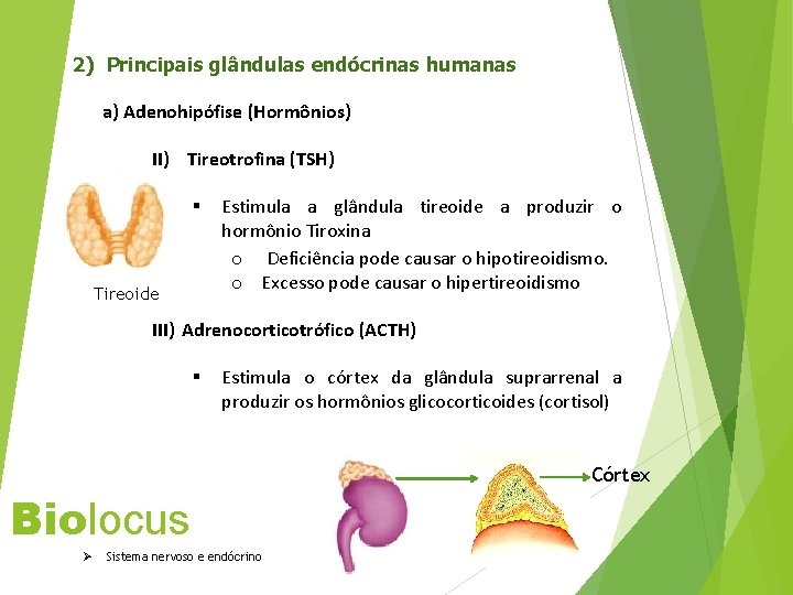 2) Principais glândulas endócrinas humanas a) Adenohipófise (Hormônios) II) Tireotrofina (TSH) § Tireoide Estimula