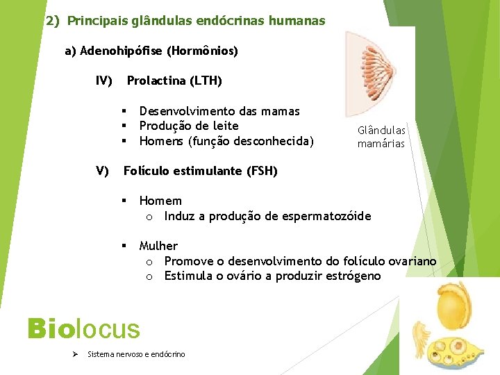 2) Principais glândulas endócrinas humanas a) Adenohipófise (Hormônios) IV) Prolactina (LTH) § § §