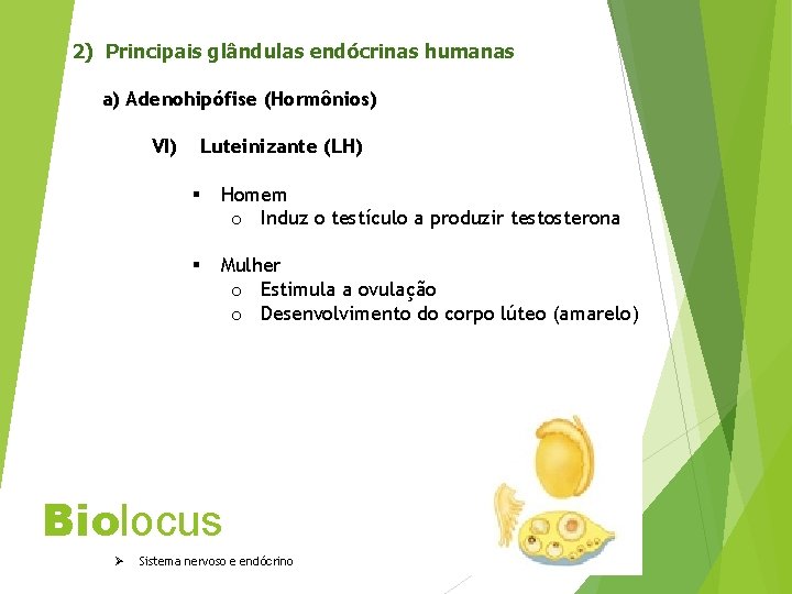 2) Principais glândulas endócrinas humanas a) Adenohipófise (Hormônios) VI) Luteinizante (LH) § Homem o