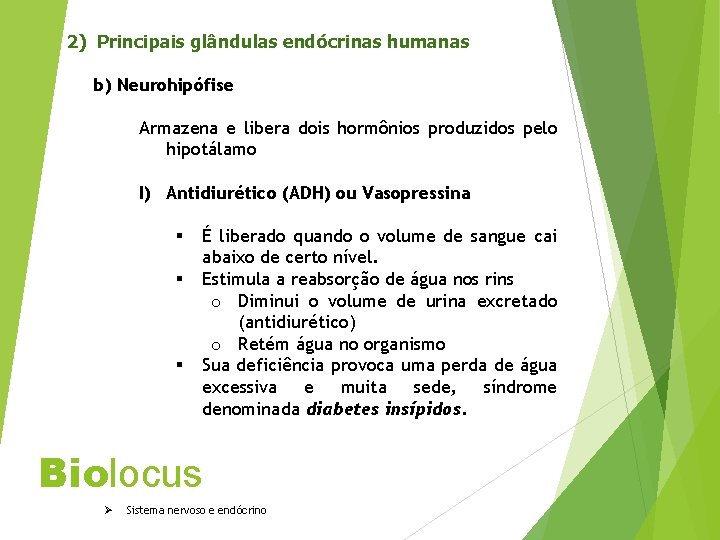 2) Principais glândulas endócrinas humanas b) Neurohipófise Armazena e libera dois hormônios produzidos pelo
