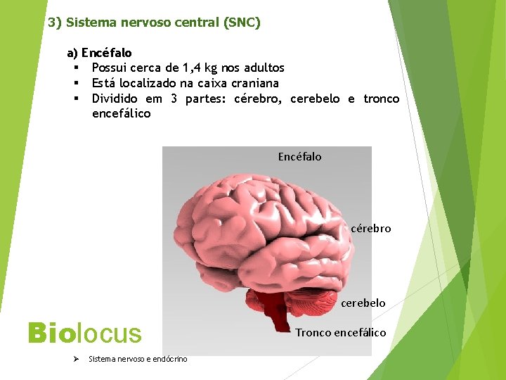 3) Sistema nervoso central (SNC) a) Encéfalo § Possui cerca de 1, 4 kg