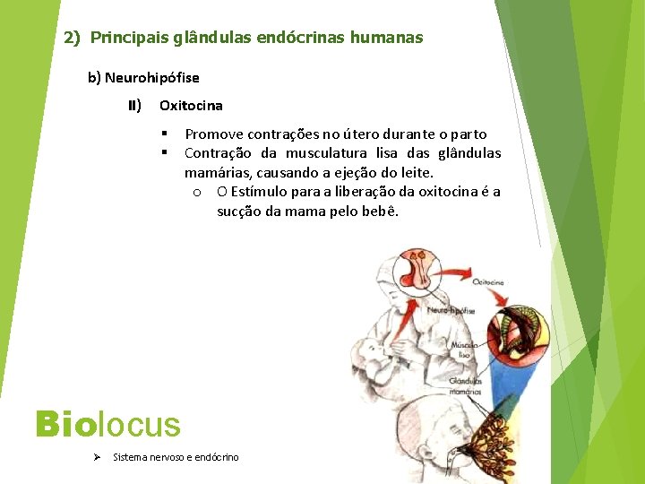 2) Principais glândulas endócrinas humanas b) Neurohipófise II) Oxitocina § § Promove contrações no