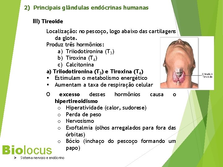 2) Principais glândulas endócrinas humanas III) Tireoide Localização: no pescoço, logo abaixo das cartilagens