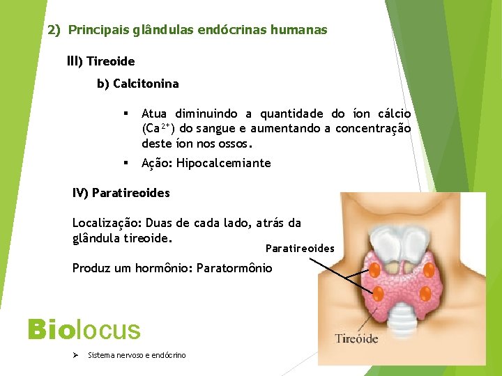 2) Principais glândulas endócrinas humanas III) Tireoide b) Calcitonina § Atua diminuindo a quantidade