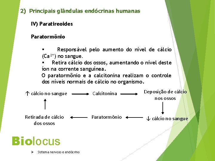 2) Principais glândulas endócrinas humanas IV) Paratireoides Paratormônio § Responsável pelo aumento do nível