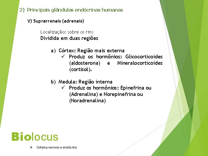 2) Principais glândulas endócrinas humanas V) Suprarrenais (adrenais) Localização: sobre os rins Dividida em