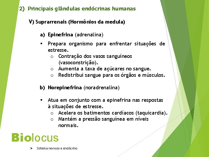 2) Principais glândulas endócrinas humanas V) Suprarrenais (Hormônios da medula) a) Epinefrina (adrenalina) §