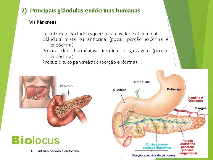 2) Principais glândulas endócrinas humanas VI) Pâncreas Localização: No lado esquerdo da cavidade abdominal.