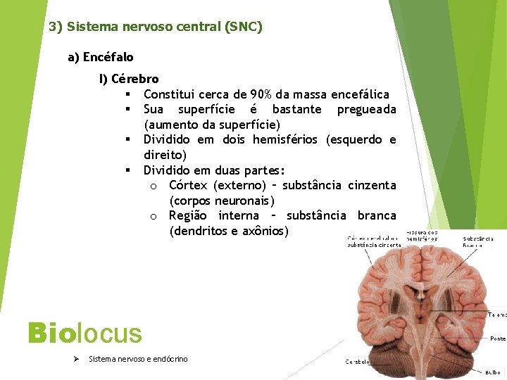 3) Sistema nervoso central (SNC) a) Encéfalo I) Cérebro § Constitui cerca de 90%