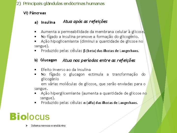 2) Principais glândulas endócrinas humanas VI) Pâncreas a) Insulina Atua após as refeições §