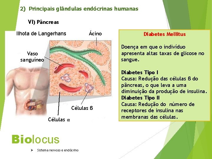 2) Principais glândulas endócrinas humanas VI) Pâncreas Ácino Ilhota de Langerhans Doença em que